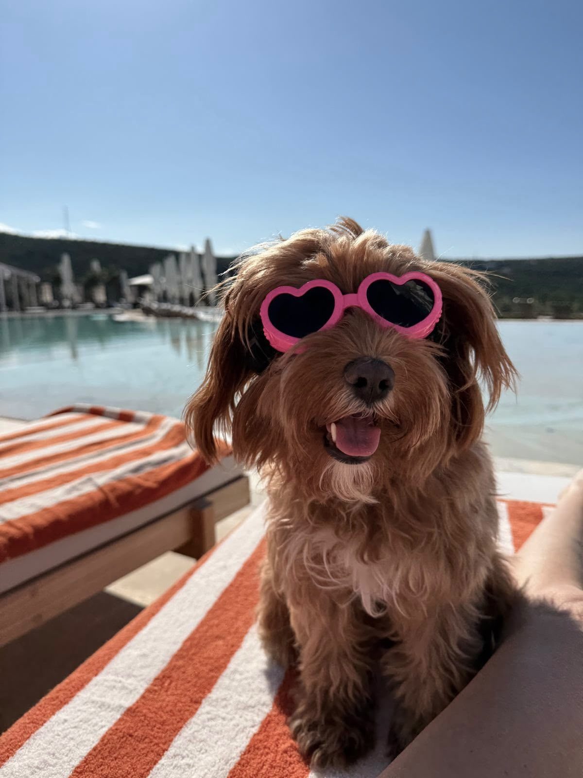 Pet friendly content example by a pool