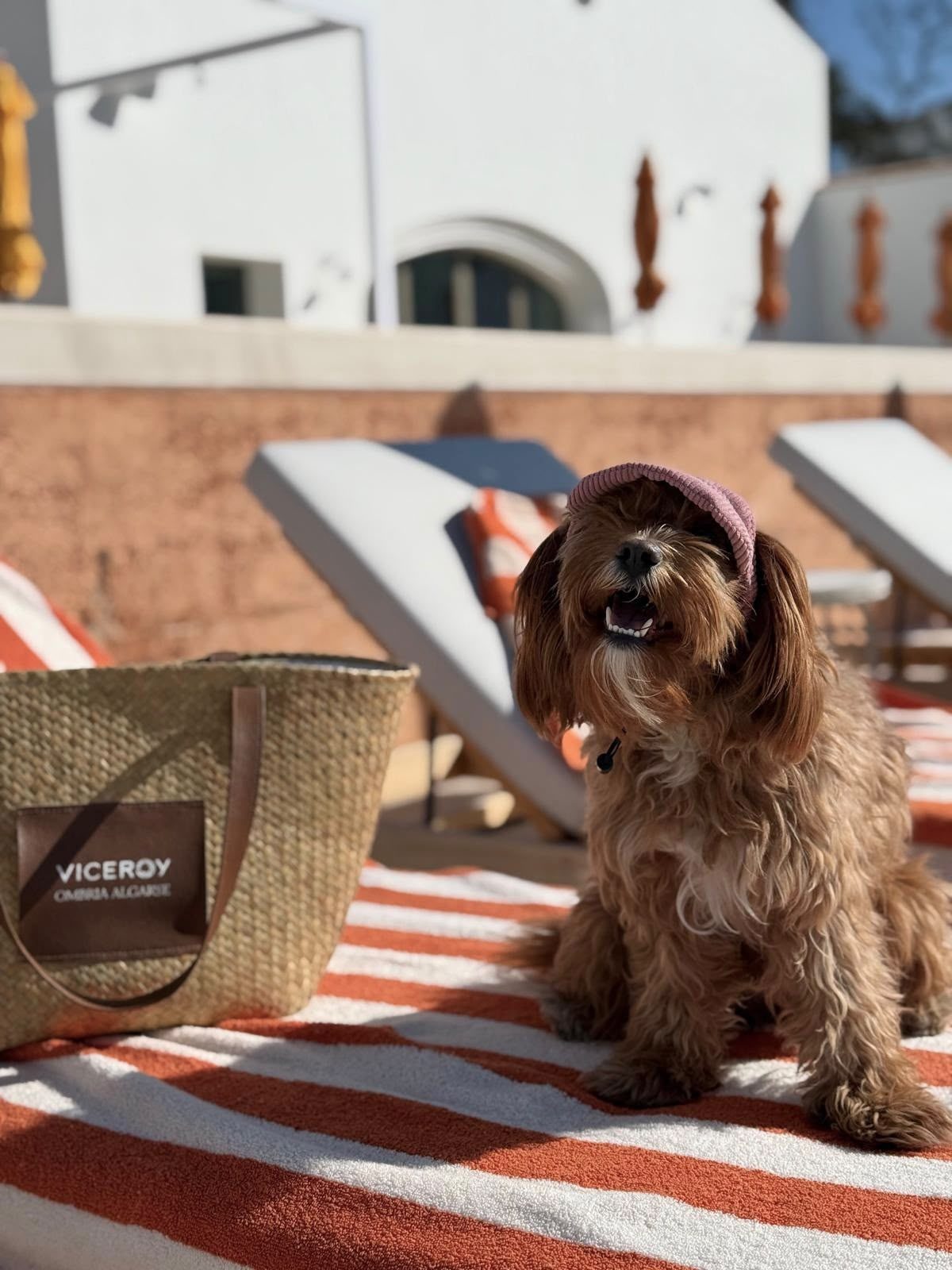 Dog on hotel towel by a pool